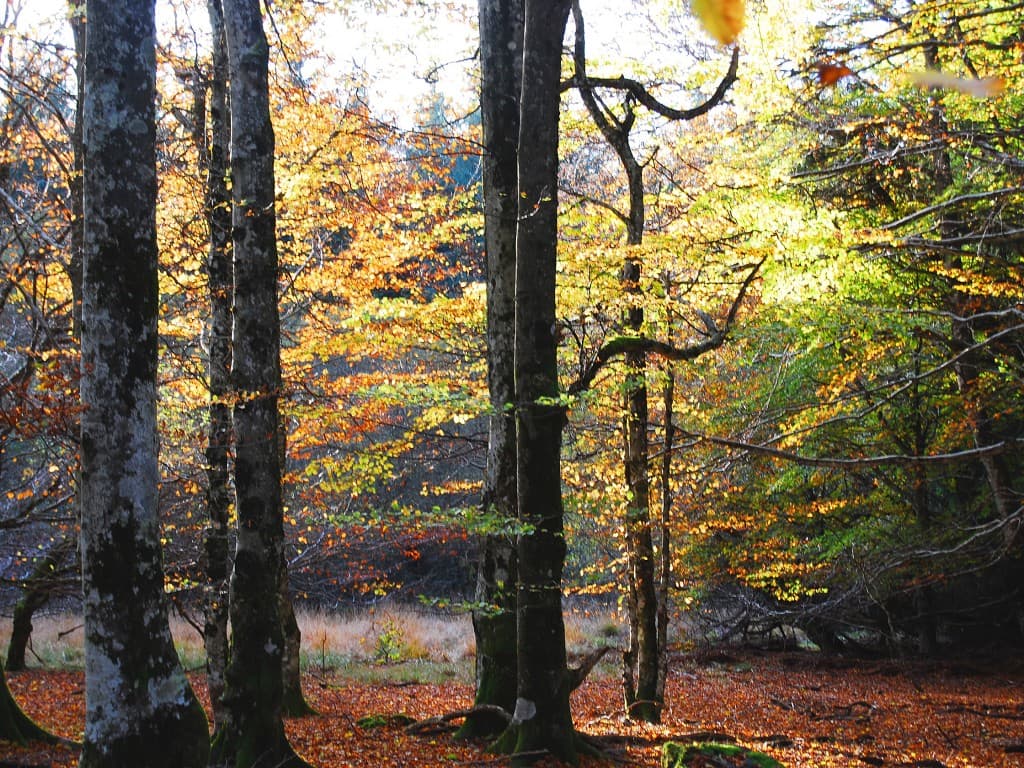 couleurs d'automne