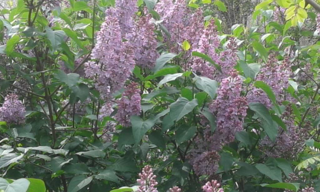 Du lilas le long de la Petite-Ceinture