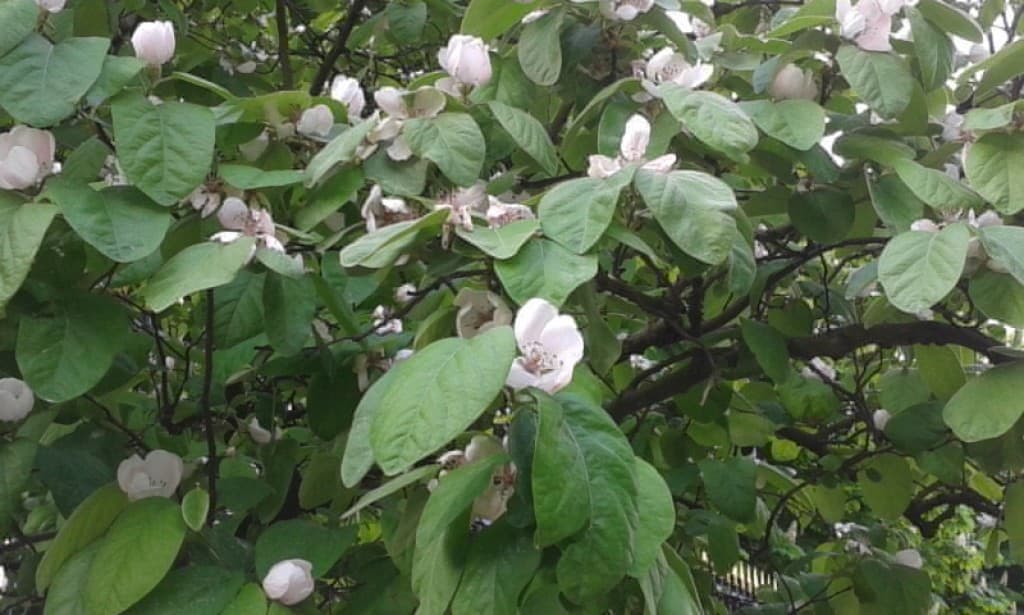 Fleurs de cognassier