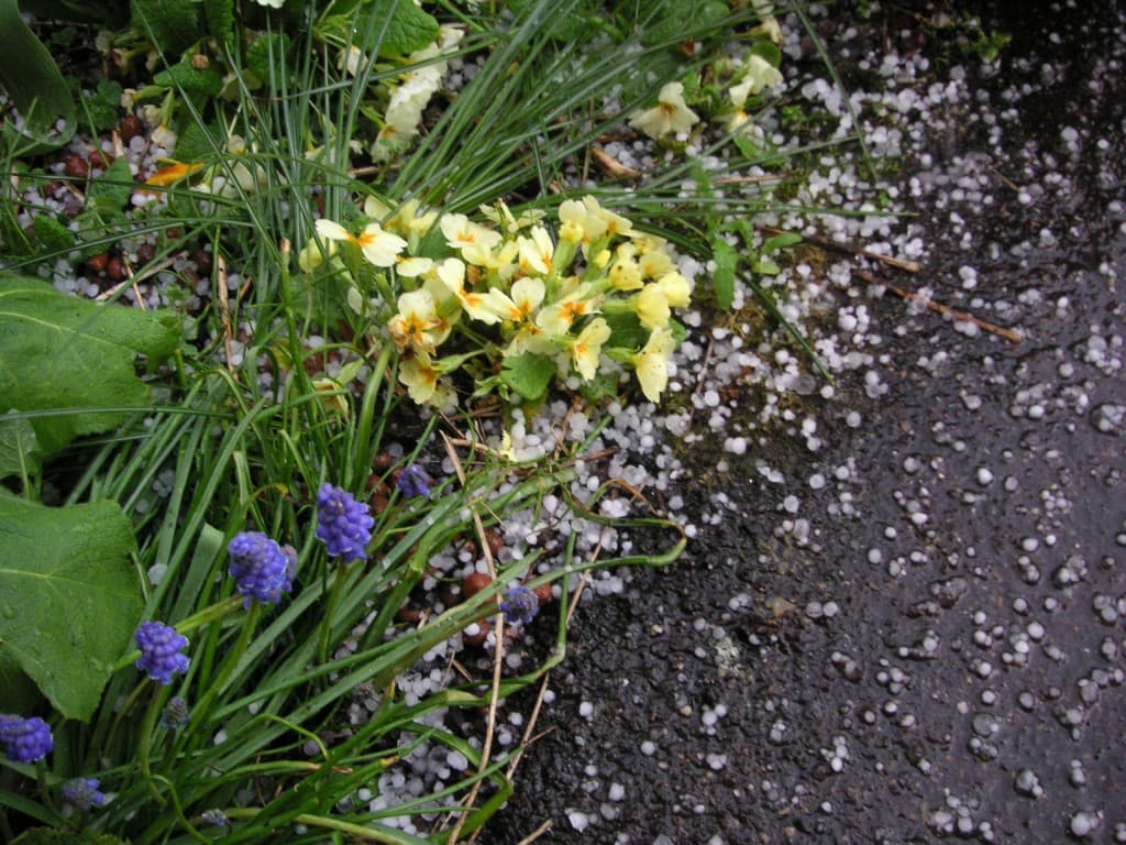 fleurs de printemps sous la grêle