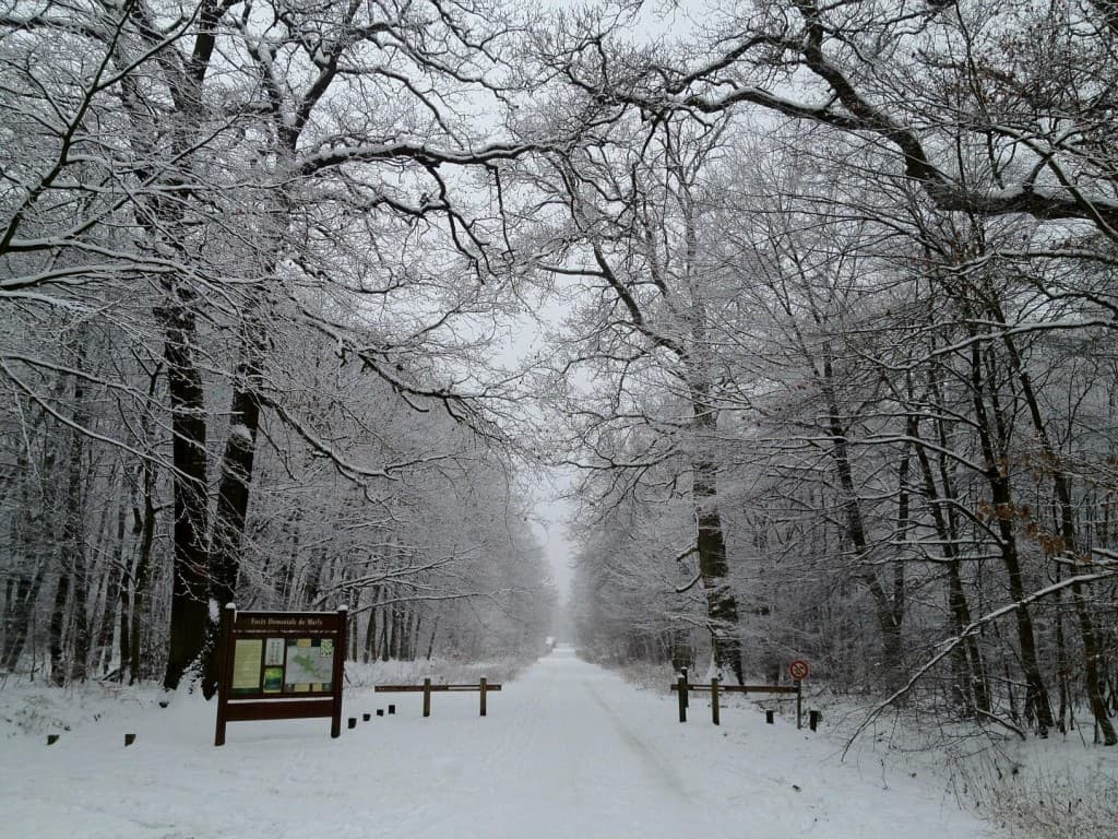 Foret de Marly - Neige fraiche 22/11 à 11h