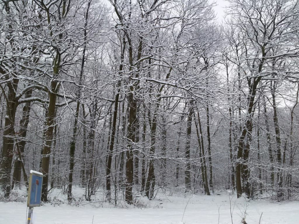 Foret de Meudon