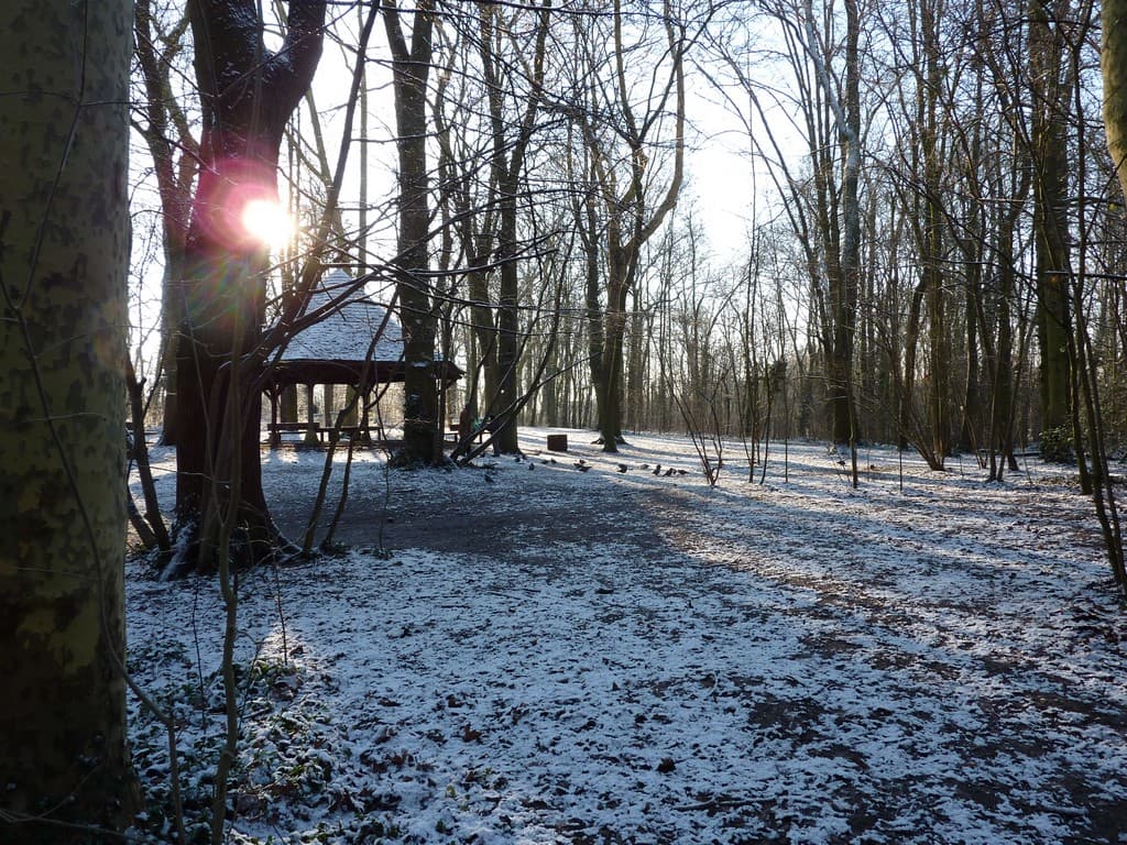 Forêt du parc de Sceaux