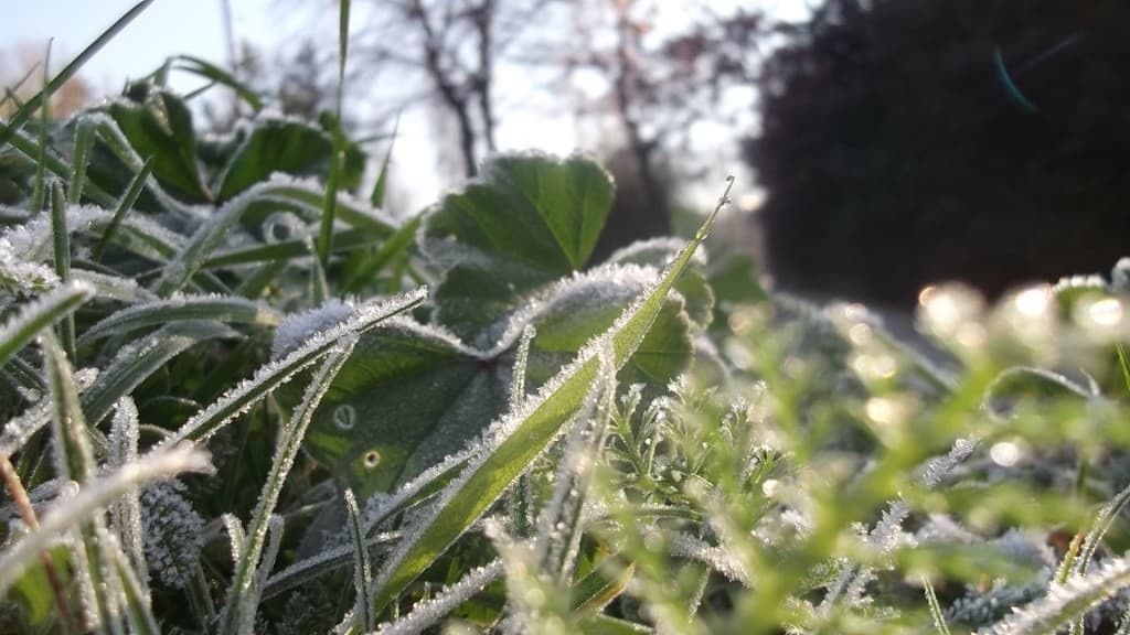 Gelées à Cergy