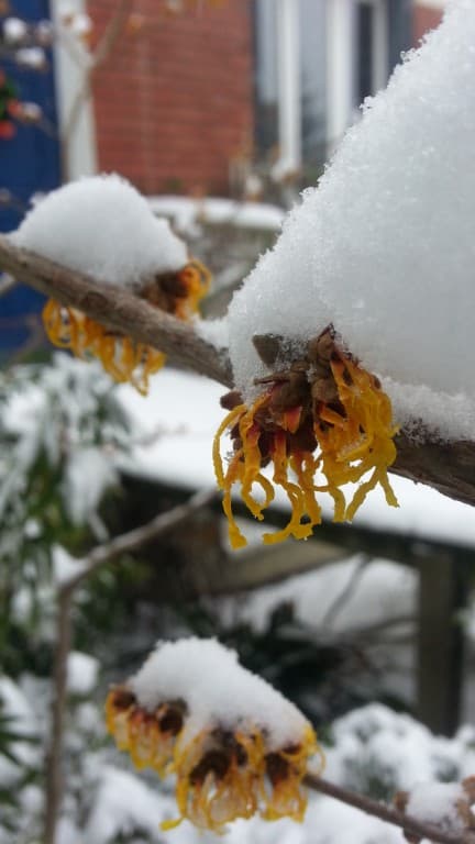 Hamamelis en fleur