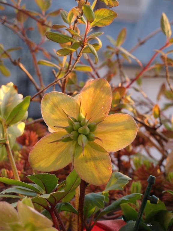 Helleborus niger (MJL)