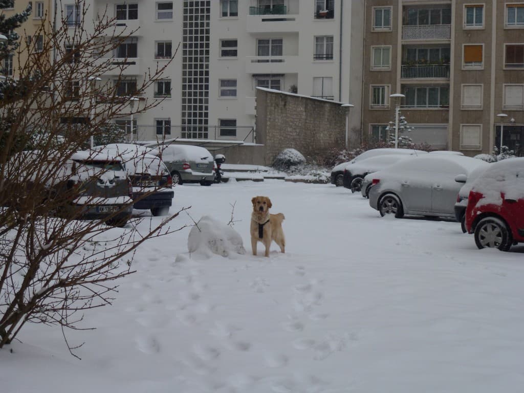 Houchka 1ère neige