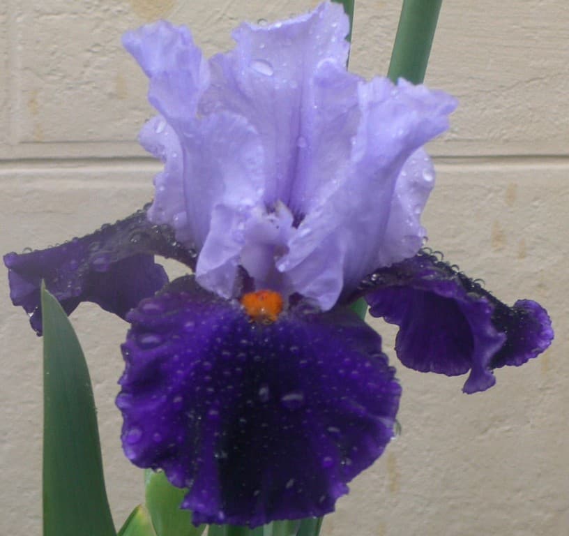 iris après la pluie