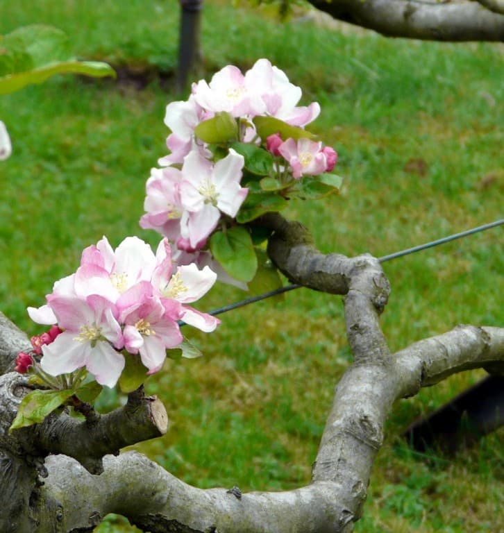 Jardin Albert Khan