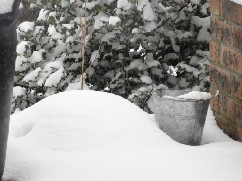 Jardin de printemps ???? caché sous la neige