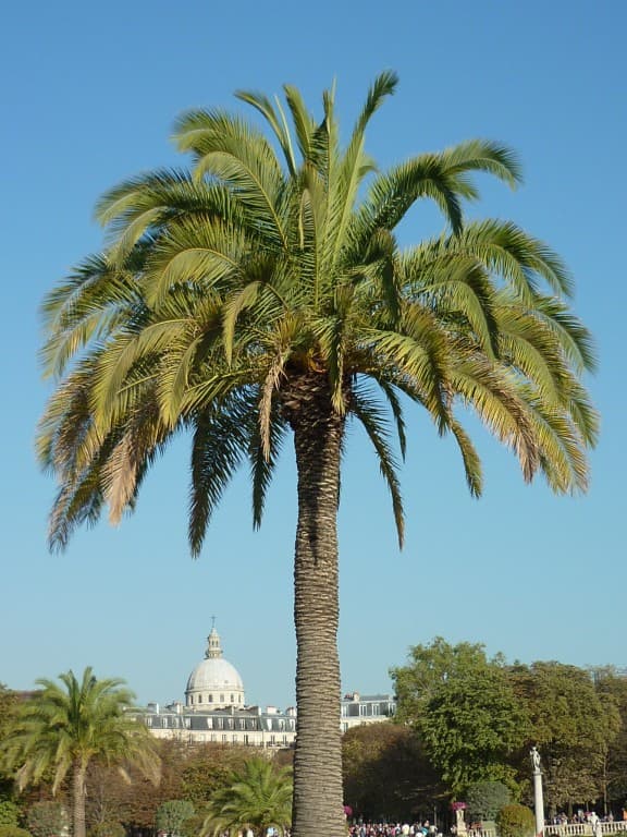 LE PANTHEON TROPICAL 