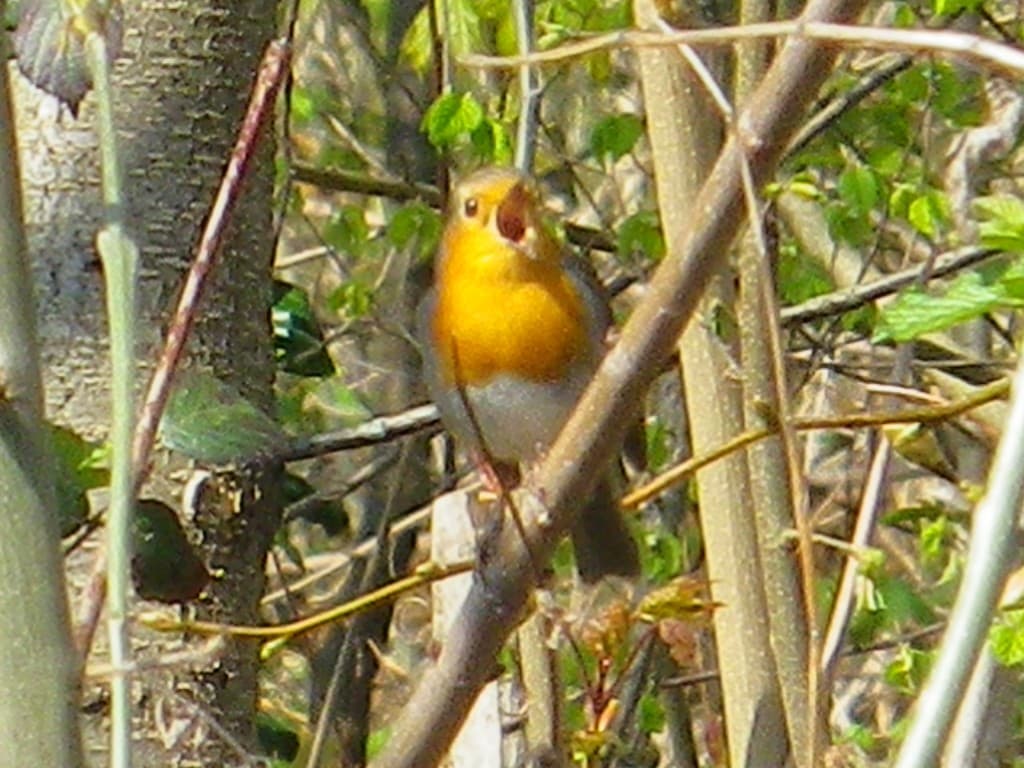  LE PRINTEMPS