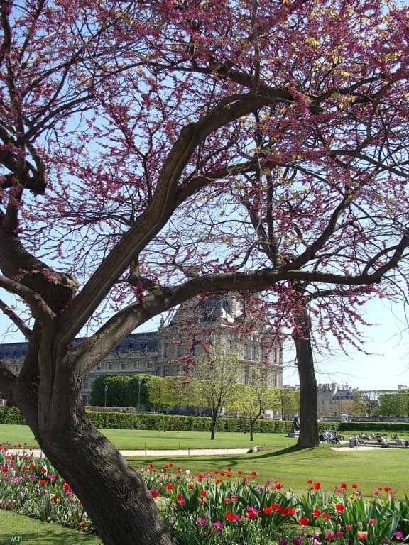 Le printemps aux Tuileries (MJL)