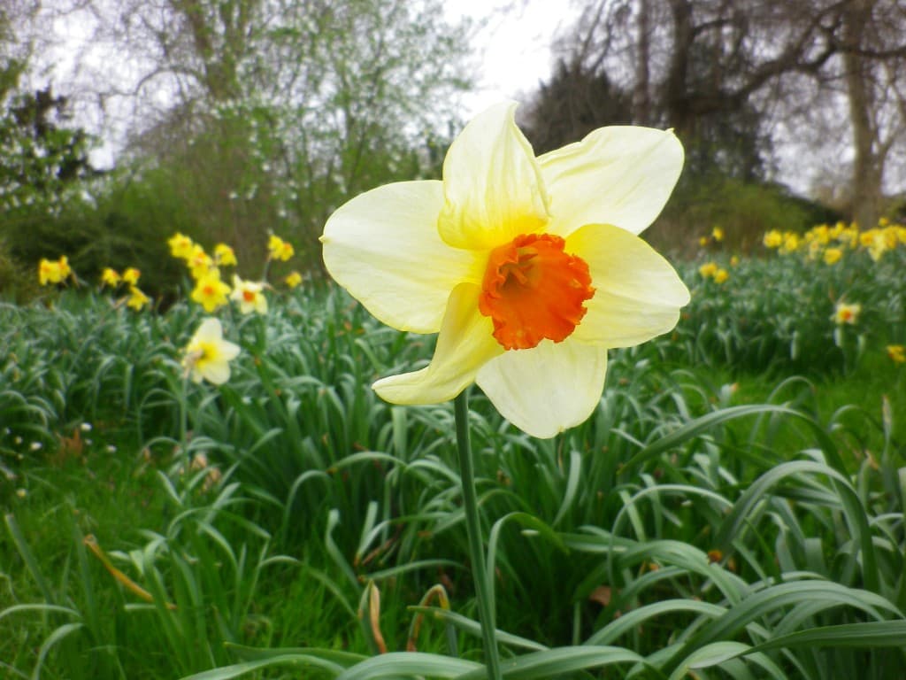  LE PRINTEMPS