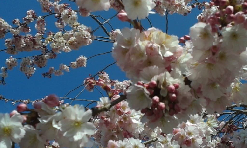 le réveil du printemps