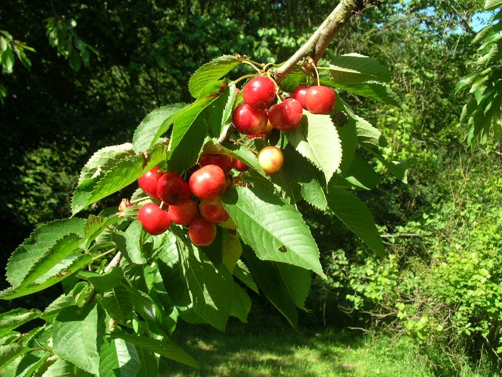 Le temps des cerises