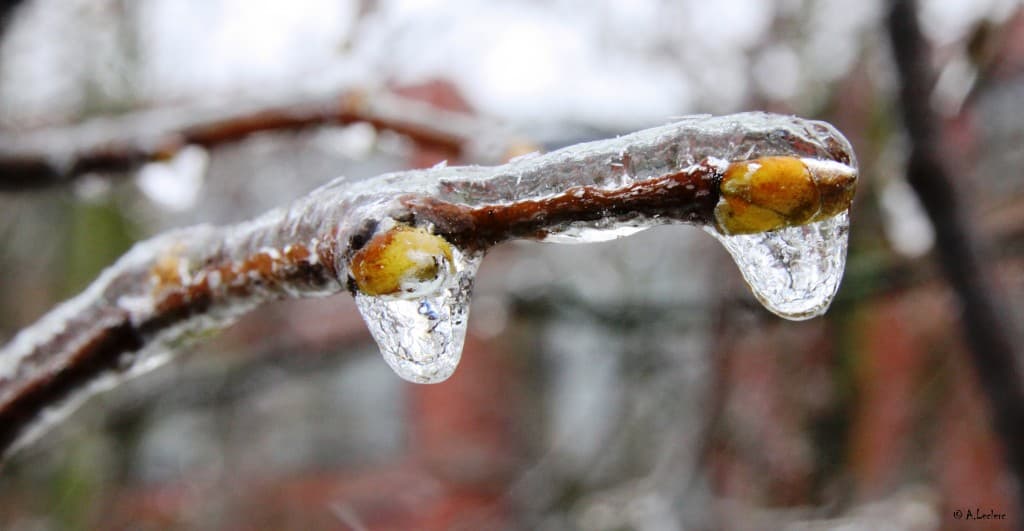 Les bourgeons gelés