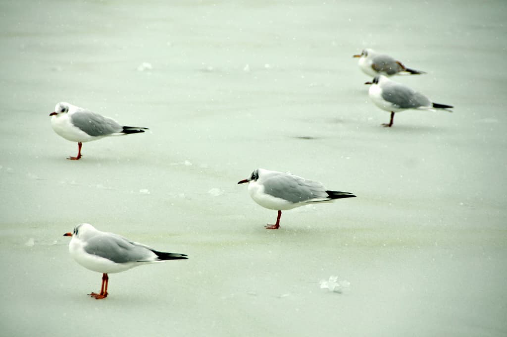 Les mouettes gelées