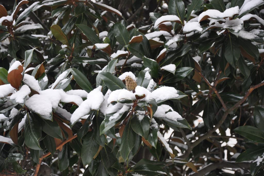 Magnolia