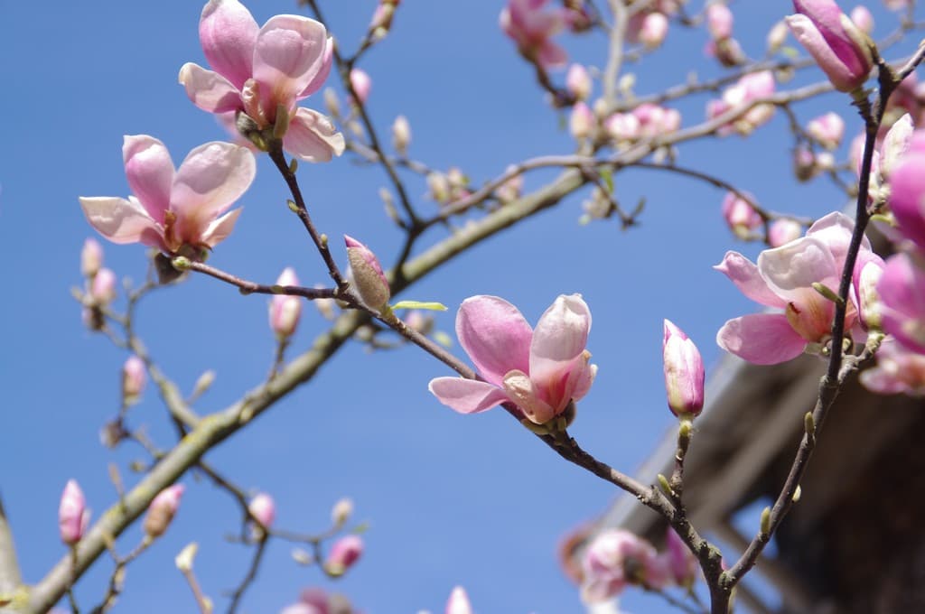Magnolias for ever