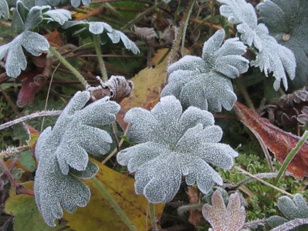 Matin glacé
