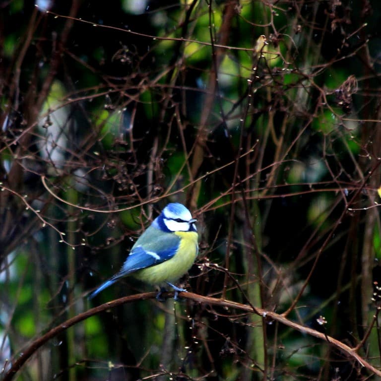 Mésange bleue sous le grésil du dimanche