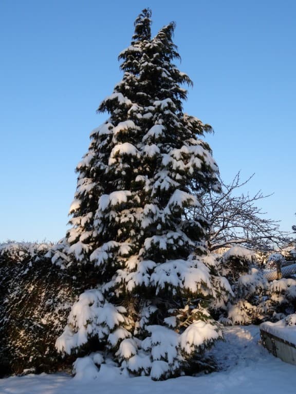 Mon beau sapin.....Roi des....