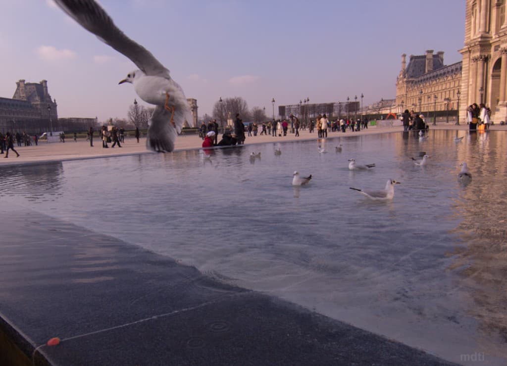 mouettes
