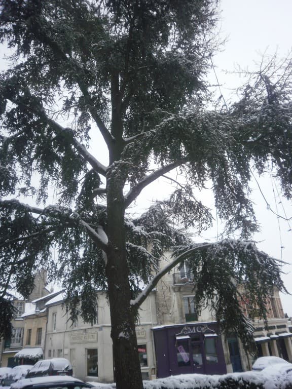 Neige
