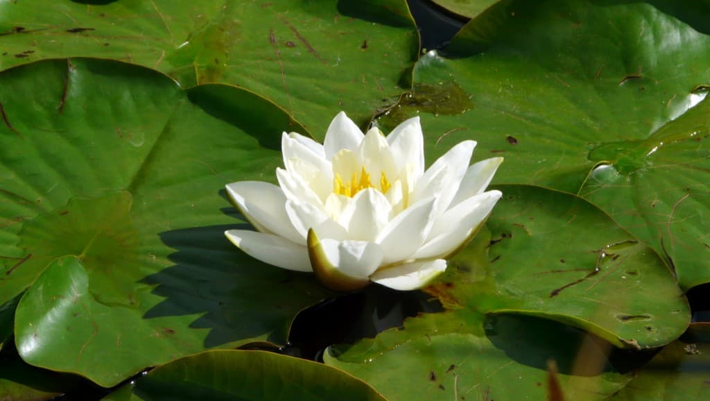 Nénuphar au parc des Impressionnistes