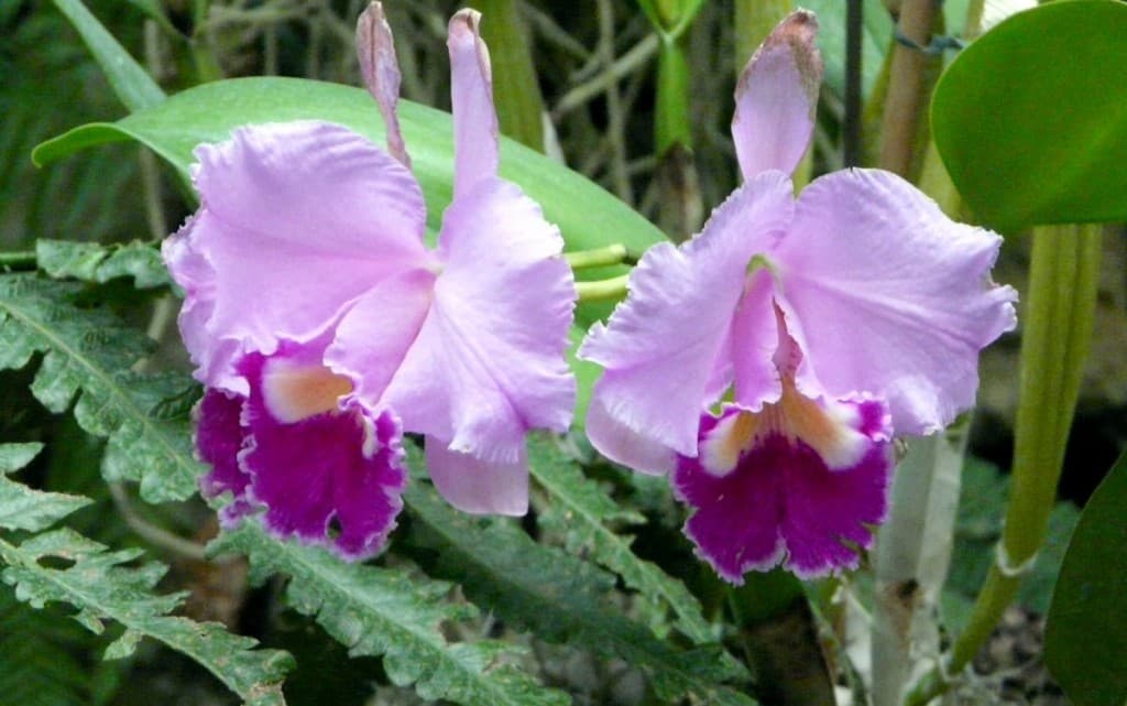 Orchidées de la serre tropicale