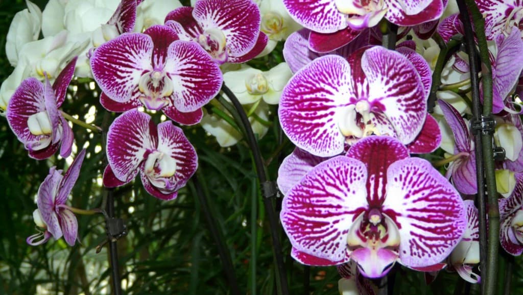 Orchidées de la serre tropicale