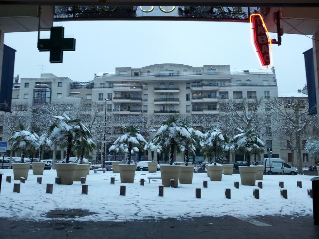 PALMIER SOUS LA NEIGE