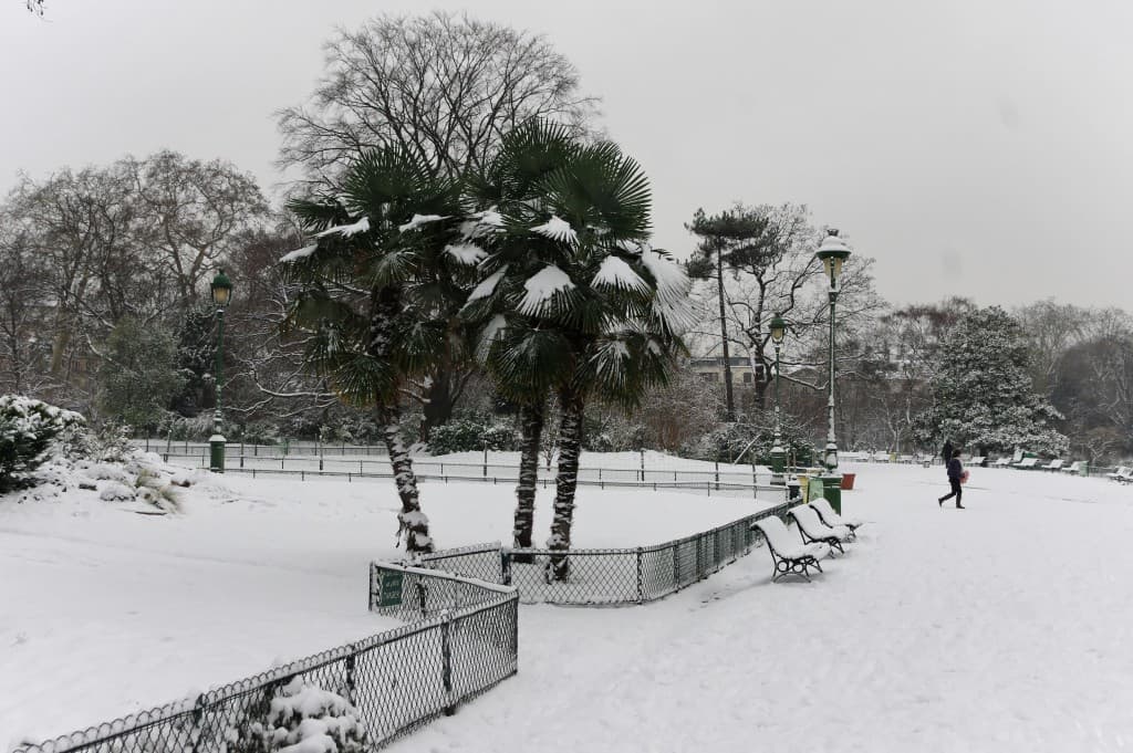 Palmiers en hiver (par Monceau)