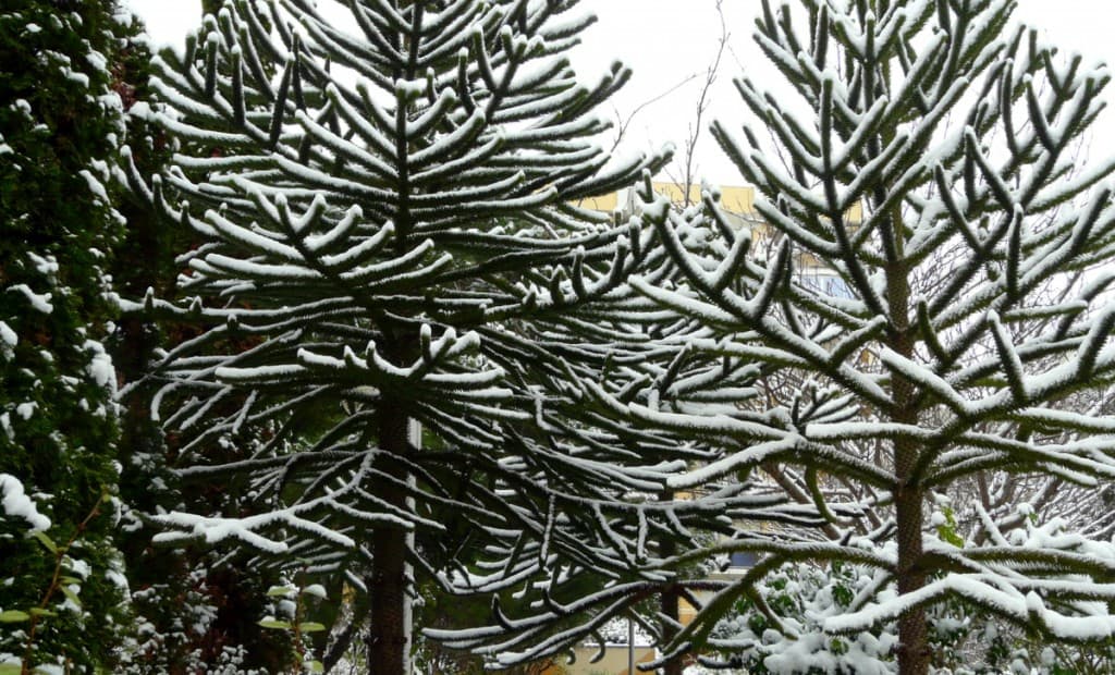 Paris aux allures de grand Nord...