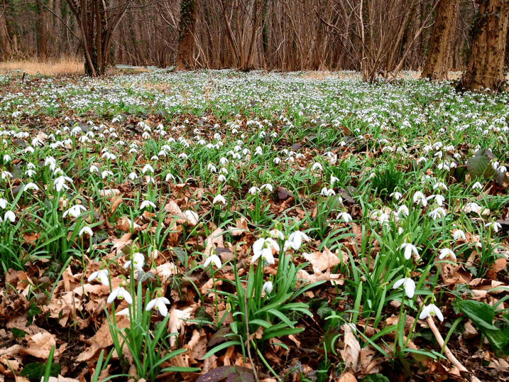 Perce neige