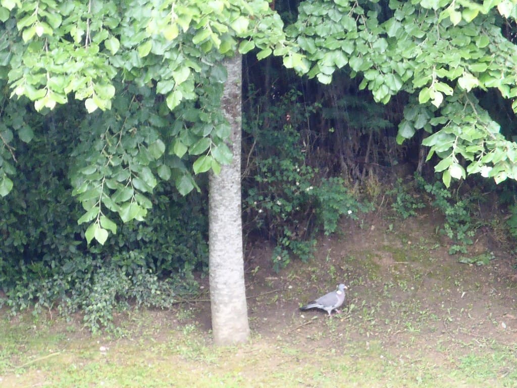 Pigeon à l'abri pendant l'averse