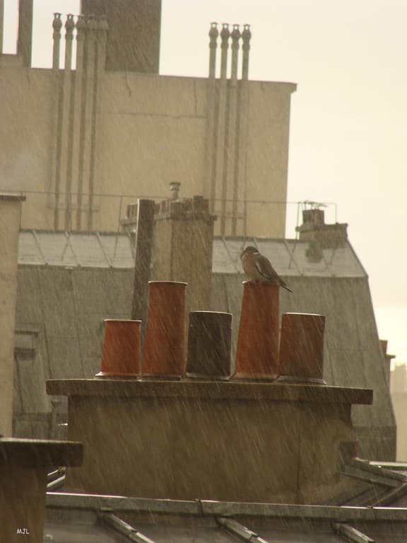Pigeon sous l'averse (MJL)