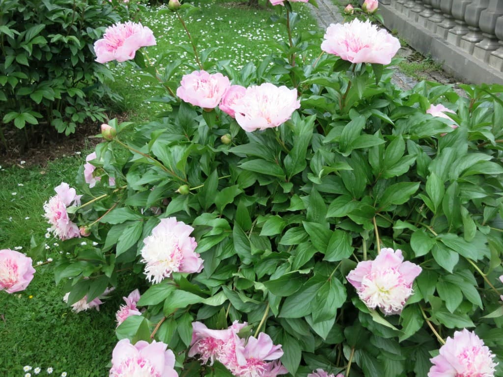 Pivoines