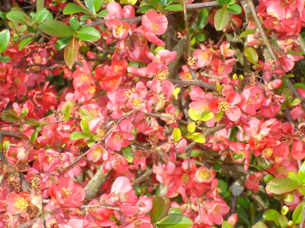 pommier du Japon
