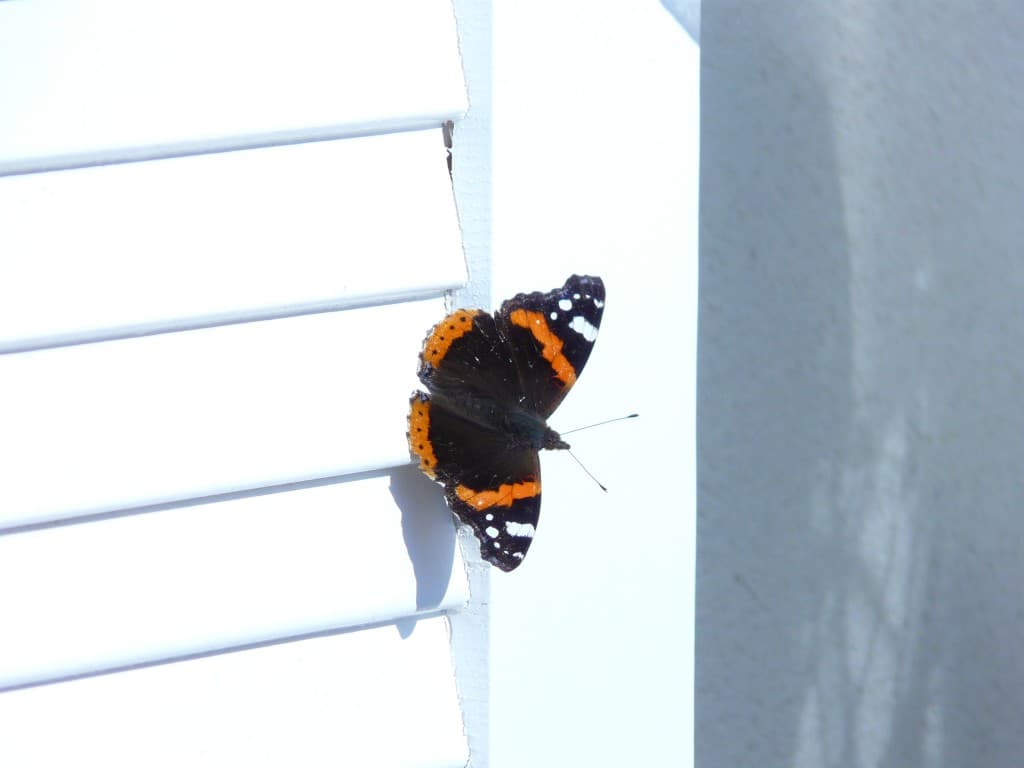 premier papillon 