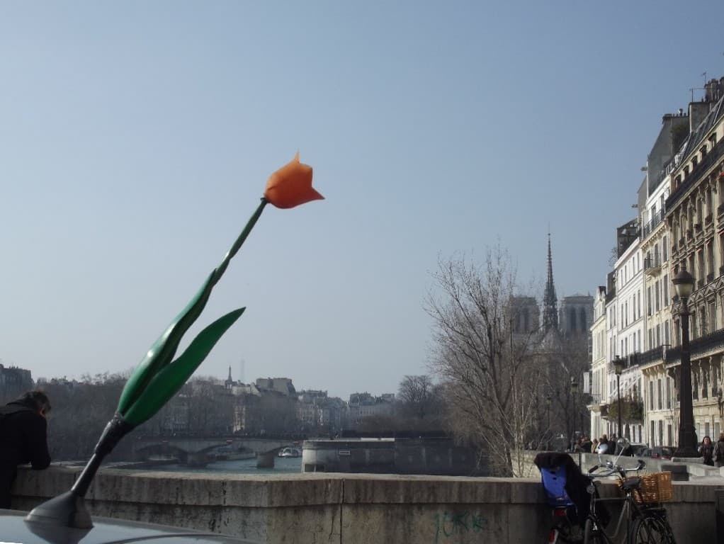 Première tulipe