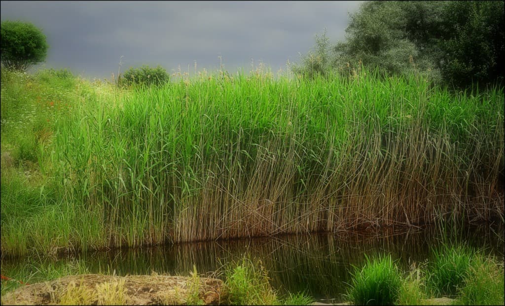 quand le gris épouse le vert...