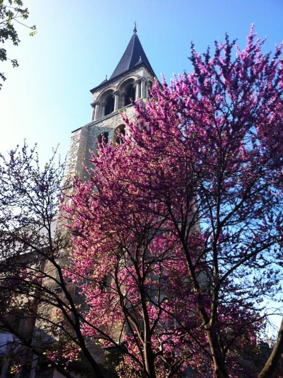 Saint-Germain-des-Prés et l'arbre rose