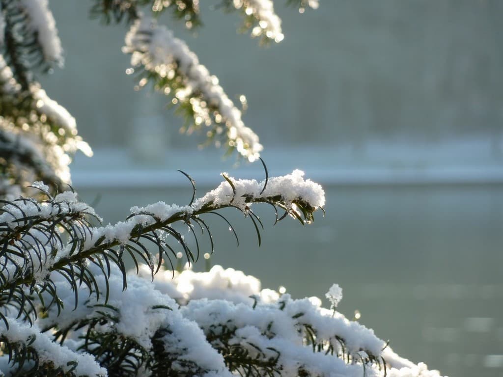 Sapin enneigé