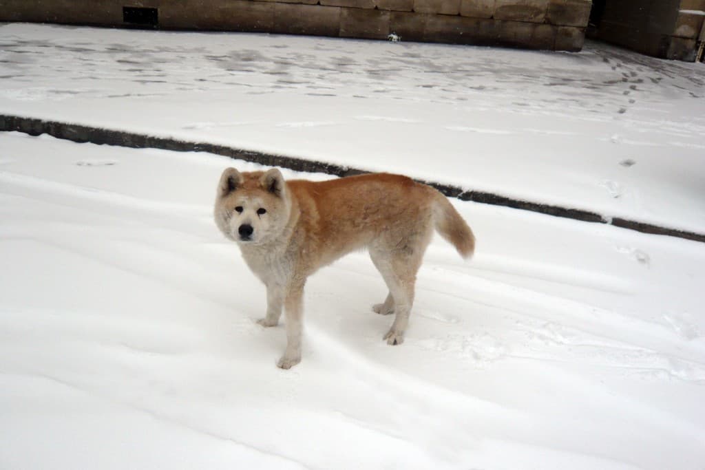 Tess rue de Seine le 20 janvier 2013