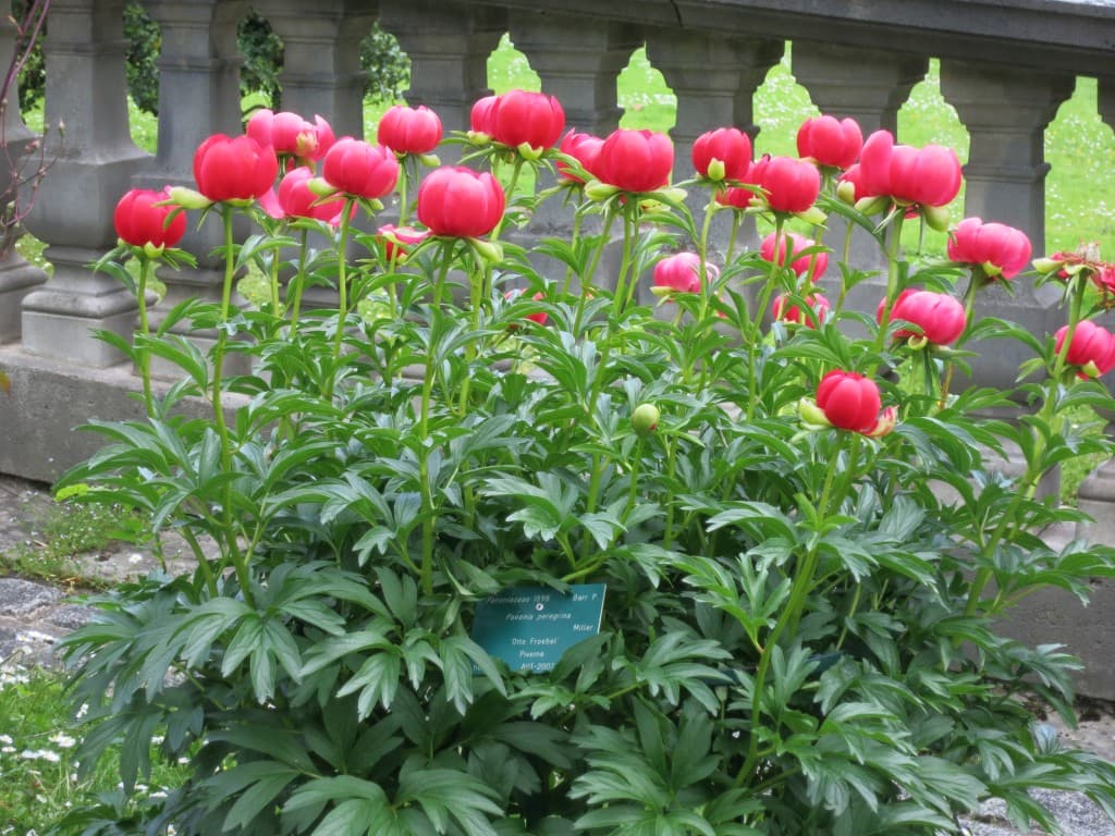 Tomates cerises? non pivoines!