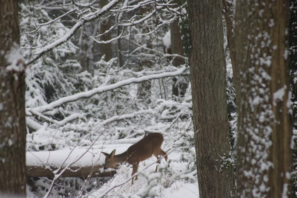 Un chevreuil dans la valée de chevreuse