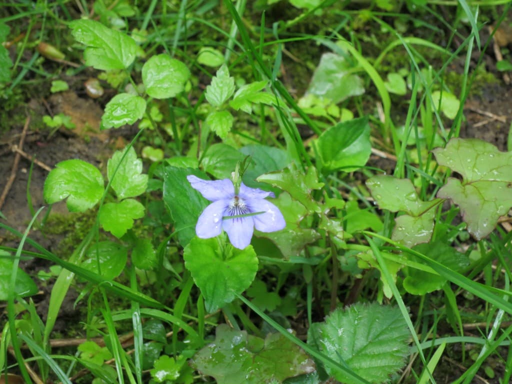 Violette au Parc de Saint Cloud