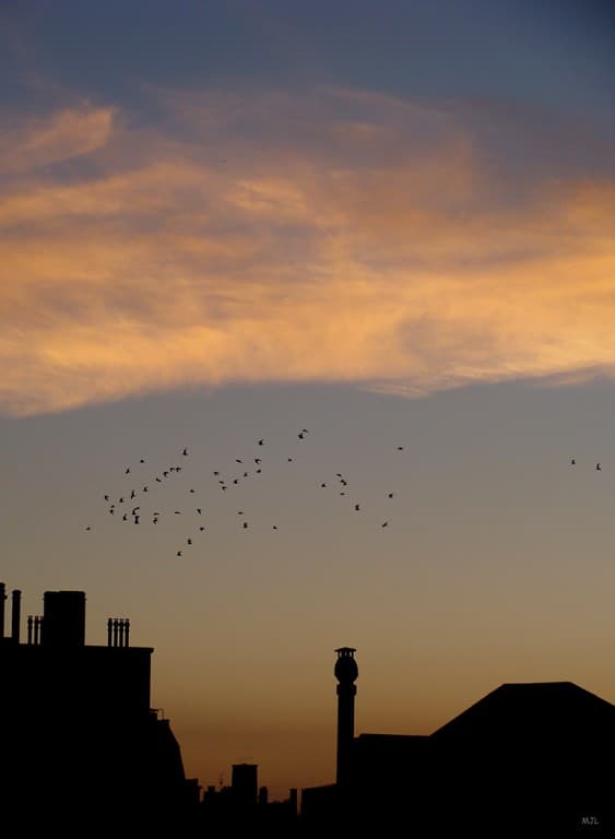 Vol de pigeons au couchant (MJL)